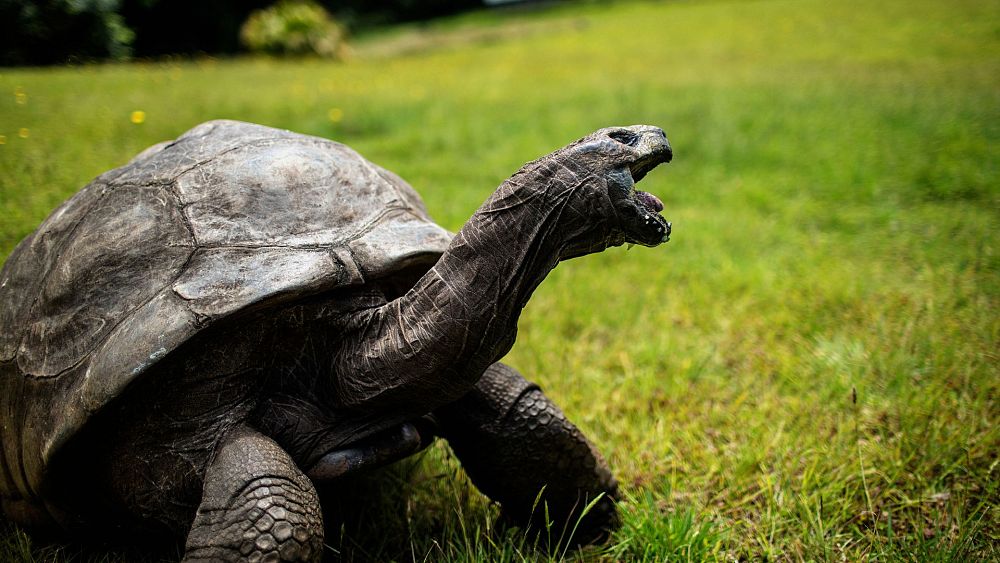 Jonathan la tortue : le plus vieil animal terrestre vivant au monde fête son 191e anniversaire