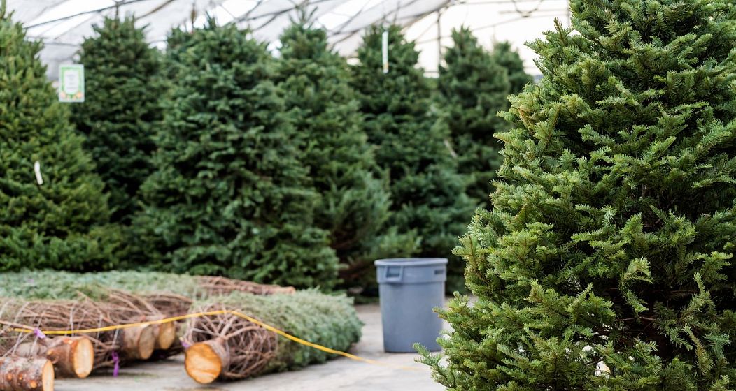 Les vrais arbres doivent être cultivés de manière respectueuse de l’environnement et localement si possible.