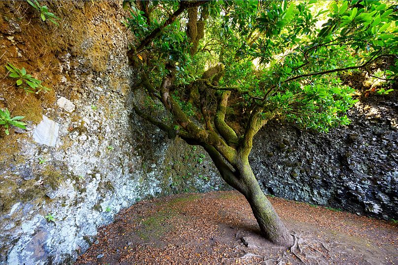 Arbre sacré Garoe à El Hierro