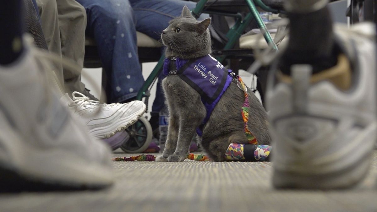 Owner Mengel says she knew Lola-Pearl would be a good therapy cat after she brought her to an amputee coalition conference on a whim about a month after she adopted her.