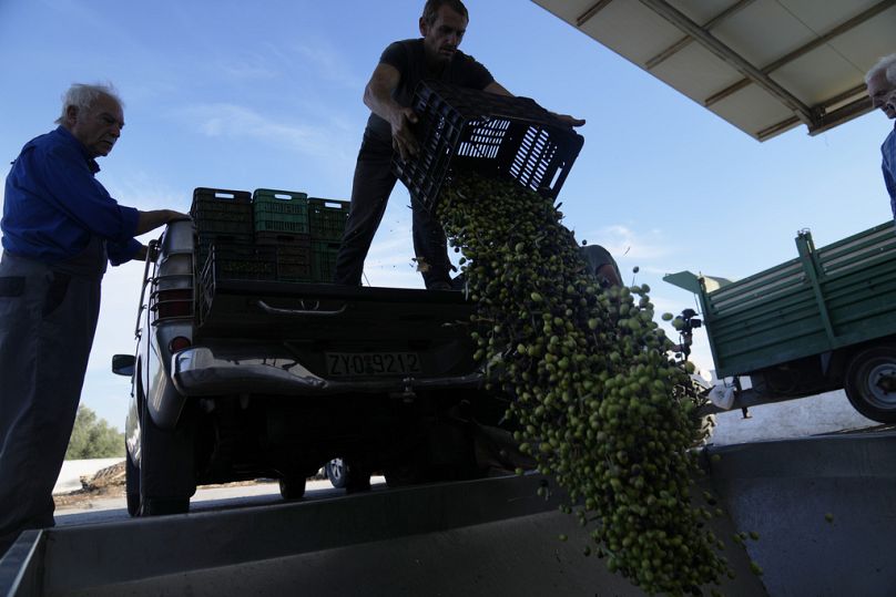 Un travailleur décharge des olives dans un bac de chargement pendant que d'autres regardent un moulin à huile d'olive dans la banlieue de Spata, à l'est d'Athènes, en Grèce, le mardi 31 octobre 2023.