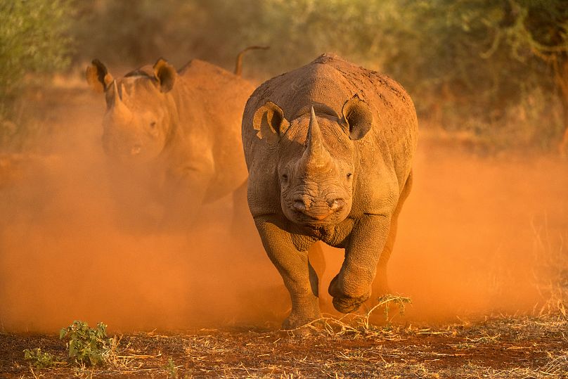 Rhinocéros noirs courant à pleine fourrure en Afrique du Sud.