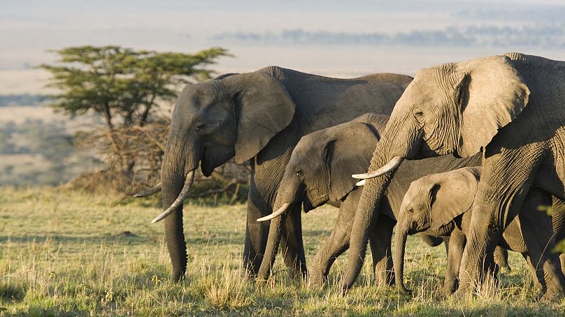 Un souvenir majestueux au Kenya.