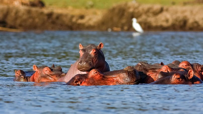 Une masse d'hippopotames au Kenya.