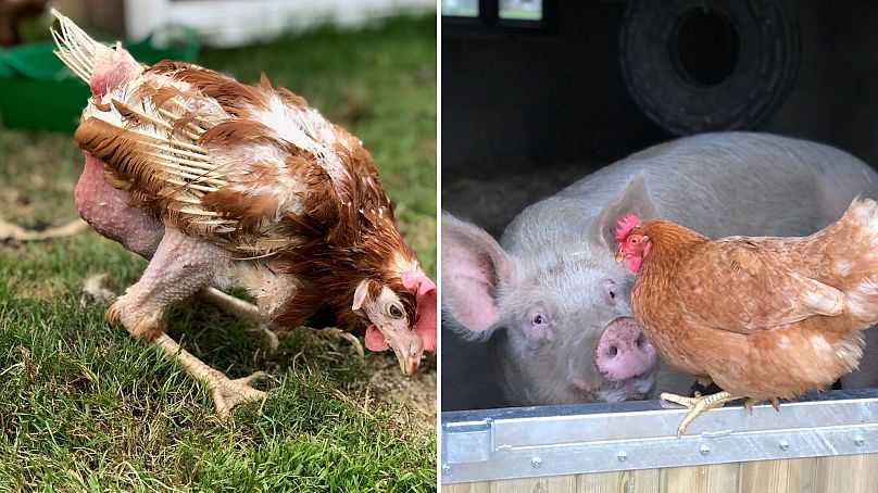 Cornflake la poule avant et après adoption.