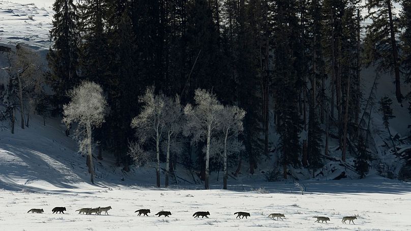 Repérez les loups à Yellowstone en hiver.