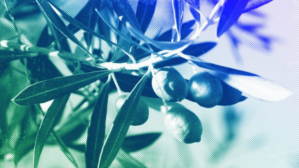 An olive tree in Livermore, CA, August 2011