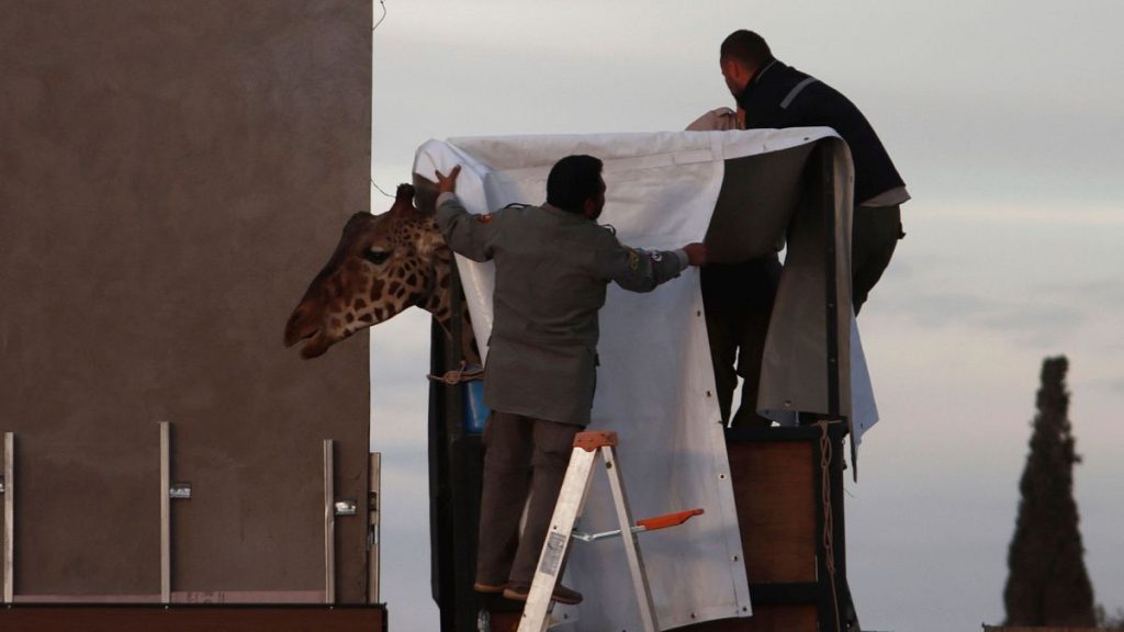 Workers prepare Benito the giraffe for transport at the city-run Central Park Zoo in Ciudad Juarez, Mexico, 21 January 2024.