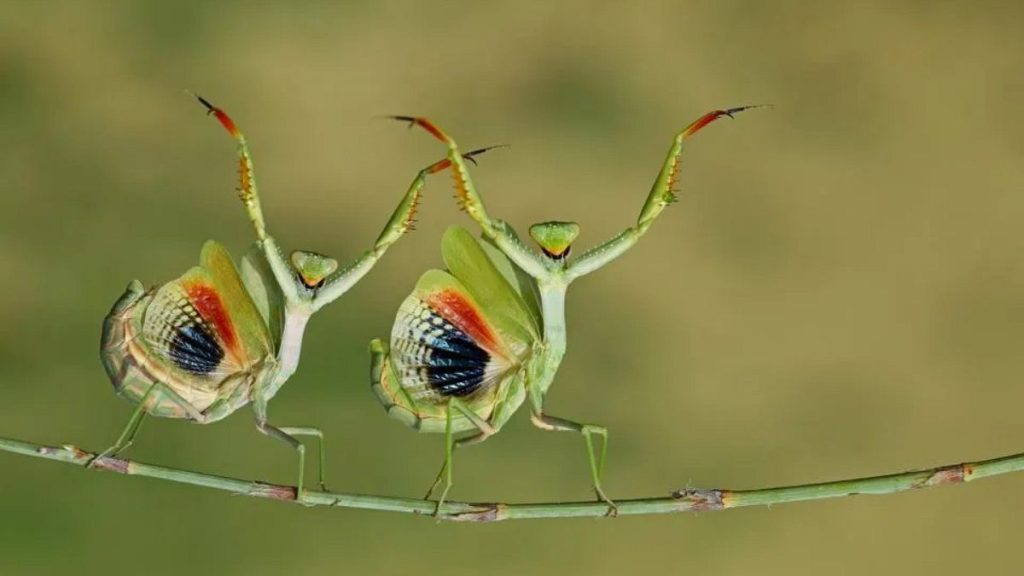 Découvrez les gagnants mignons et drôles du concours de photographie de nature