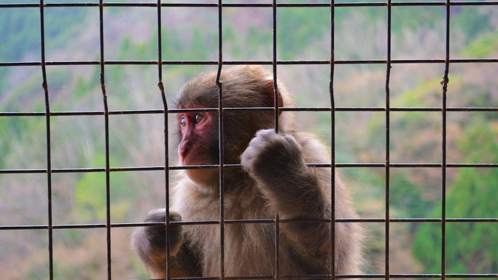 The facility would eventually hold up to 30,000 long-tailed macaques that would be sold to universities and pharmaceutical companies for medical research.