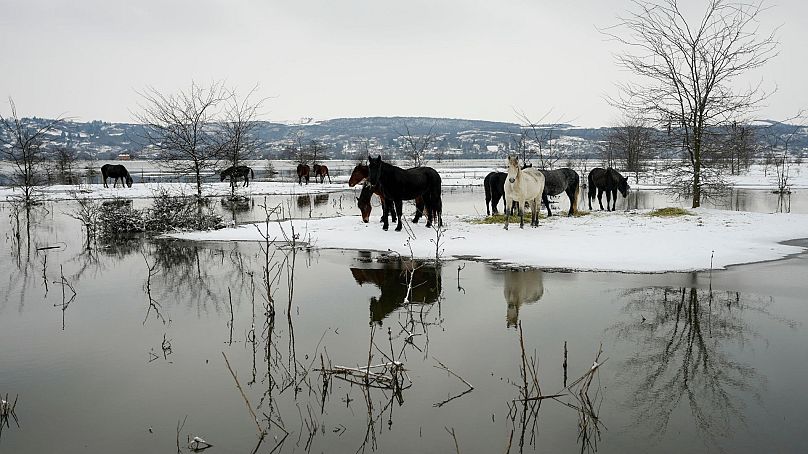 Des chevaux se nourrissent sur une île fluviale inondée de Krcedinska Ada, sur le Danube, à 50 kilomètres au nord-ouest de Belgrade, en Serbie, le 9 janvier 2024.