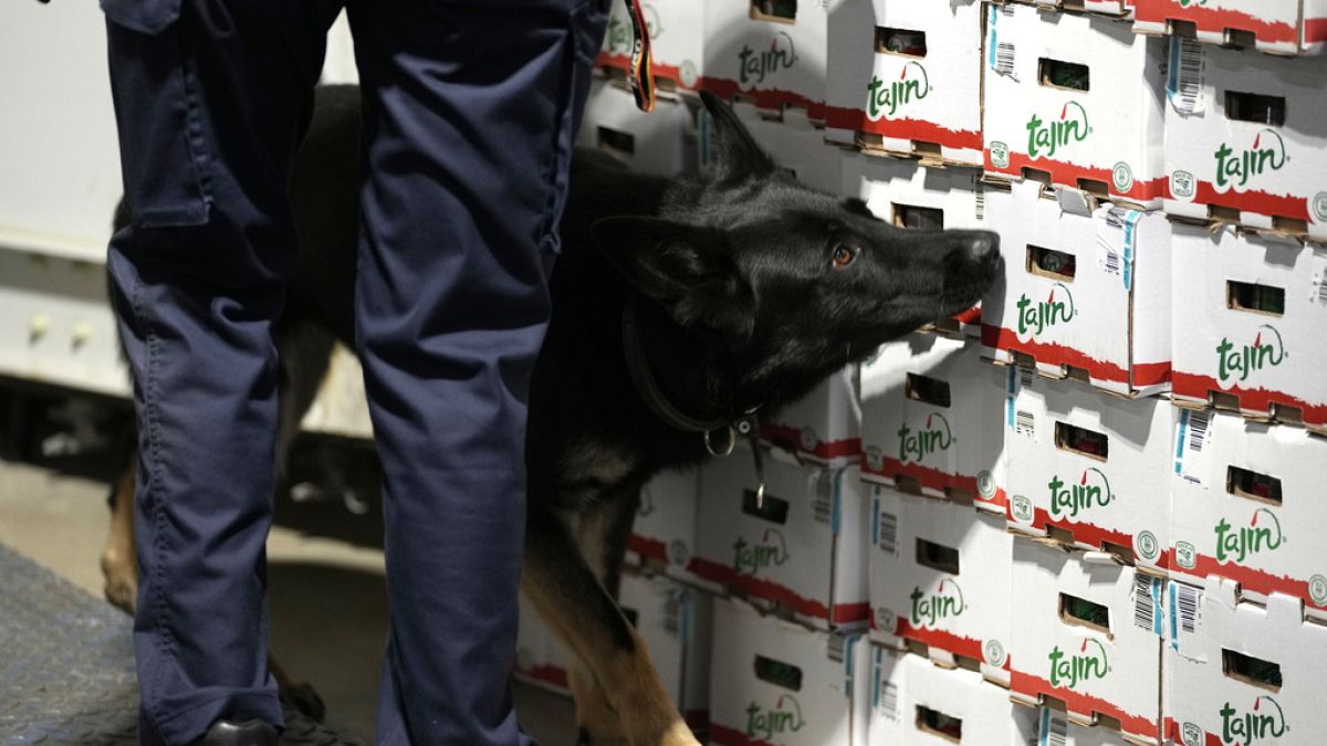 A police dog searches for drugs at an EU port