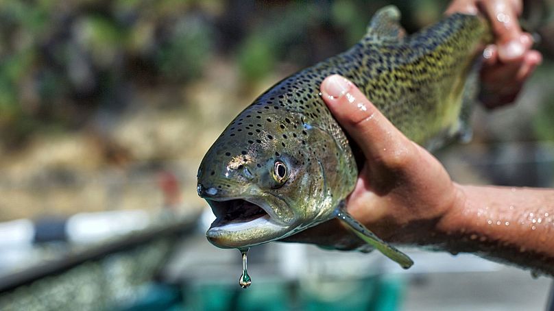 Environ la moitié des dépenses gouvernementales consacrées aux espèces menacées et en voie de disparition sont consacrées aux efforts de conservation de deux types de poissons, le saumon et la truite arc-en-ciel.