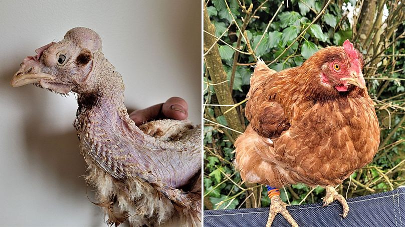 Hedwige le poulet avant et après le sauvetage.