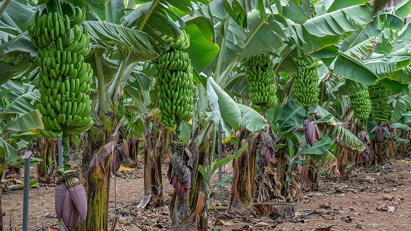 Une visite à l'Hacienda La Rekompensa comprend une visite de la plantation où sont cultivées 13 variétés différentes de bananes.