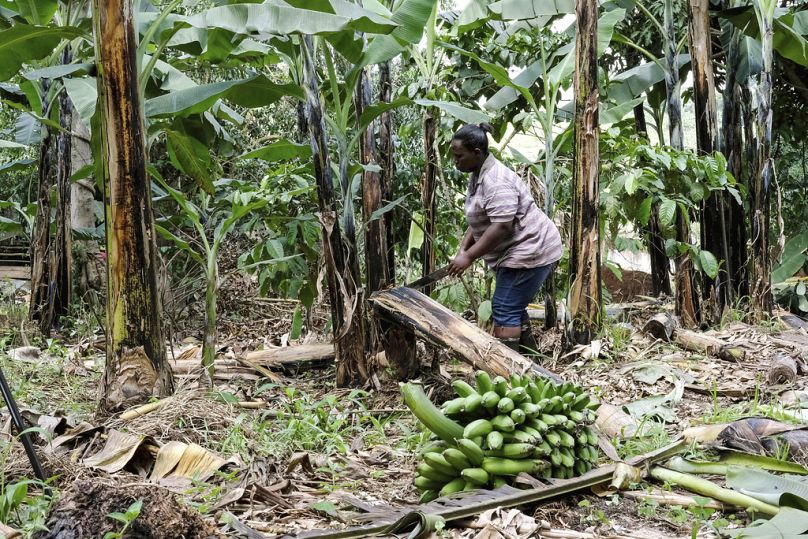 Une agricultrice abat un bananier, dans sa ferme, dans le village de Kiwenda, Busukuma, Ouganda, 2023