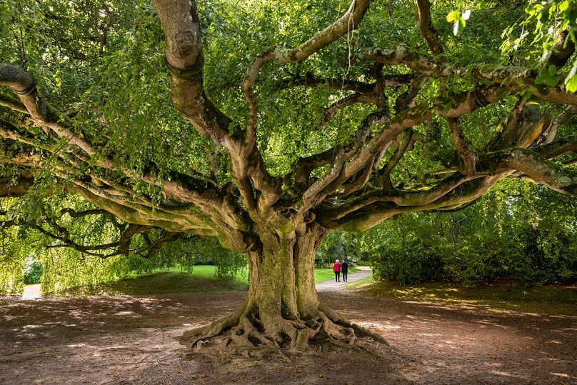 Participation de la France au concours européen de l'Arbre de l'année.