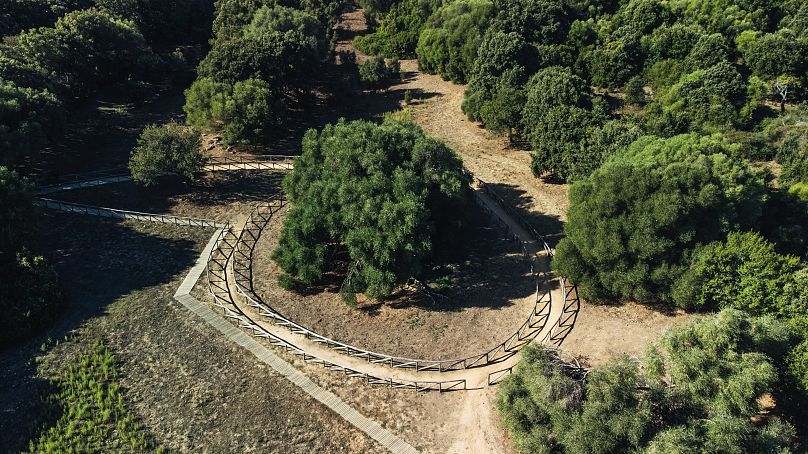 Participation de l'Italie au concours européen de l'Arbre de l'année.