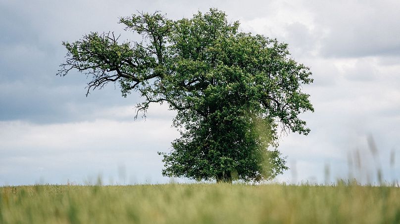 Participation de la République tchèque au concours européen de l'Arbre de l'année.