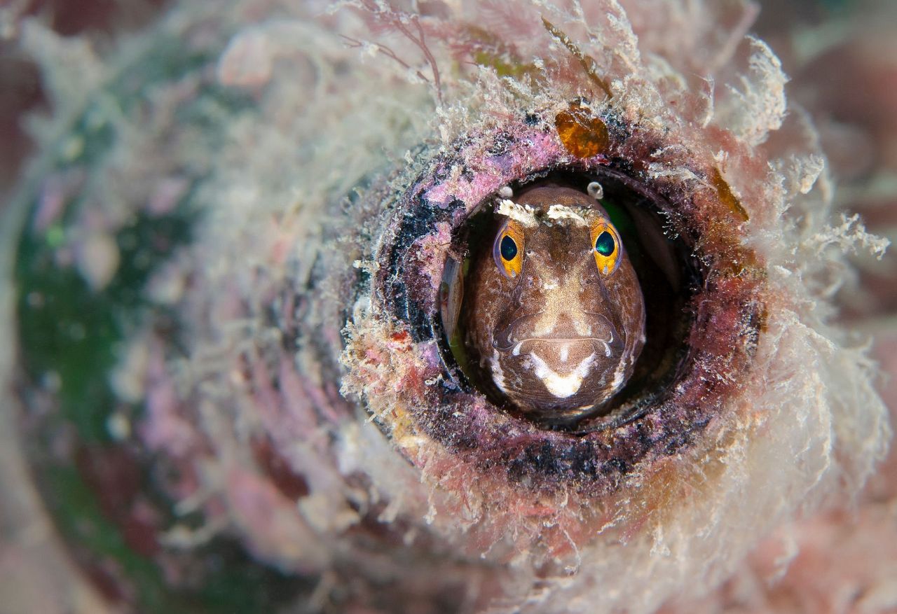 Blenny en bouteille par Kirsty Andrews