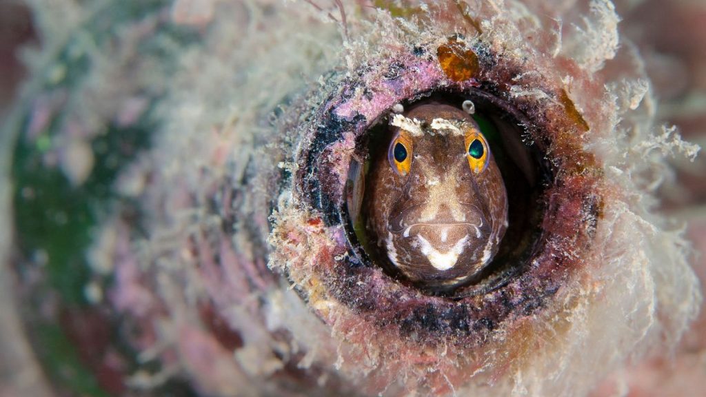 Bottled Blenny by Kirsty Andrews