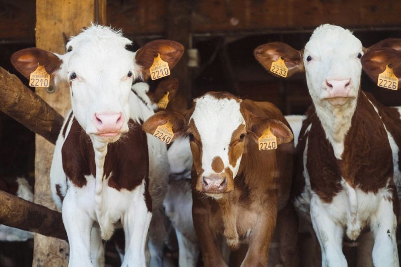 Il existe un certain nombre de questions concernant les exportations d’animaux vivants au sein de l’UE.