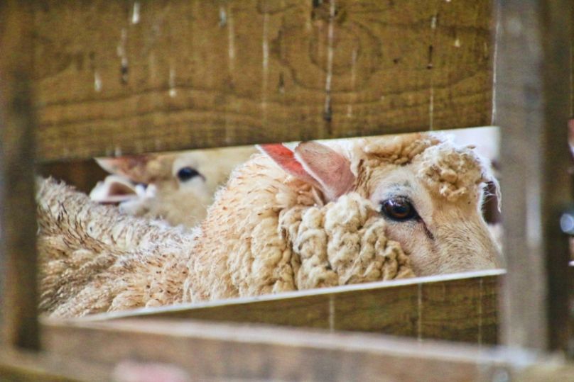 Les moutons représentent une grande partie des animaux transportés dans le monde