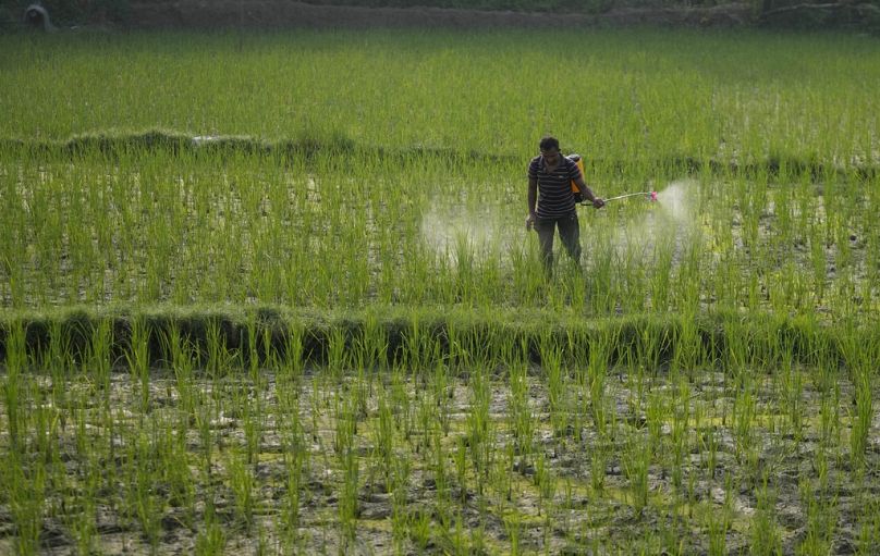 Un agriculteur pulvérise des pesticides dans une rizière à la périphérie de Jammu, en Inde.