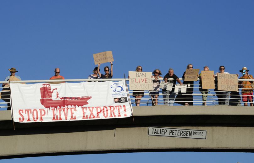 Mardi, des manifestants ont protesté contre un navire à bétail de 190 mètres de long battant pavillon koweïtien et amarré avec 19 000 bovins à l'étranger dans le port du Cap, en Afrique du Sud.