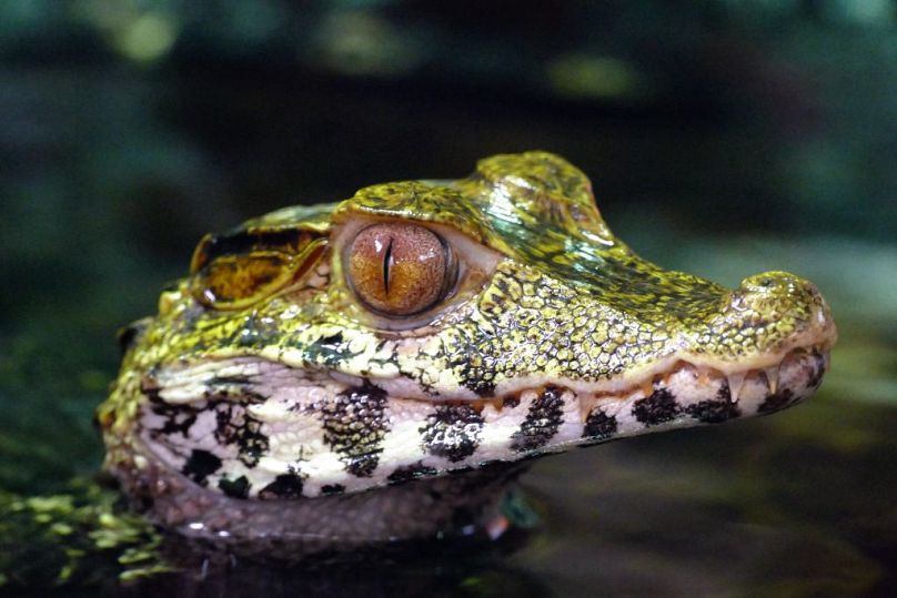 Un caïman n'est pas un animal de compagnie idéal