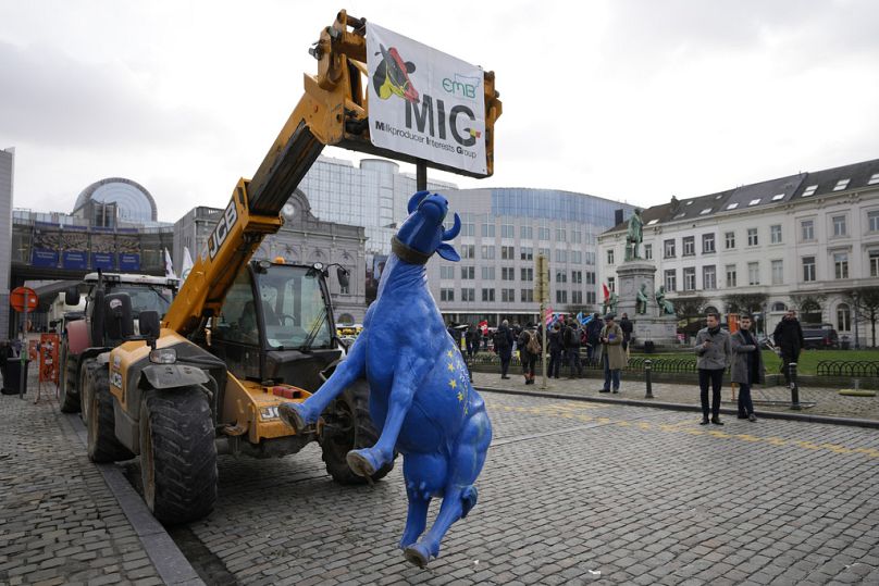 Une vache en plastique peinte aux couleurs du drapeau de l'UE est retenue par une sangle d'un tracteur lors d'une manifestation d'agriculteurs devant le Parlement européen, janvier 2024.