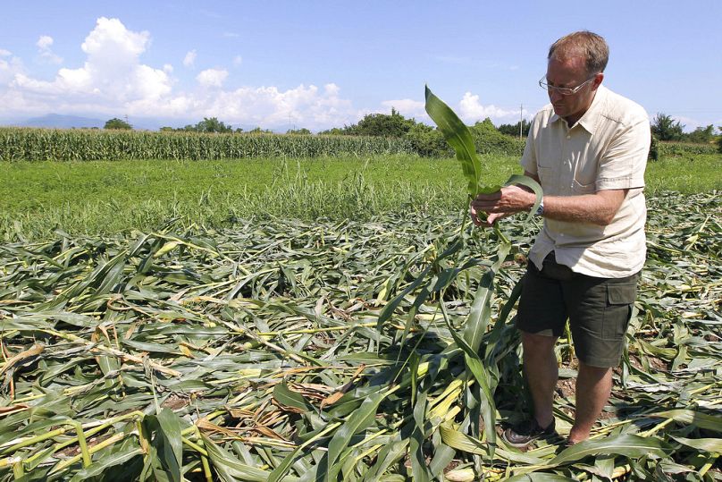 Un agriculteur inspecte du maïs jaune génétiquement modifié sur ses terres à Pordenone, dans le nord de l'Italie, en août 2010.