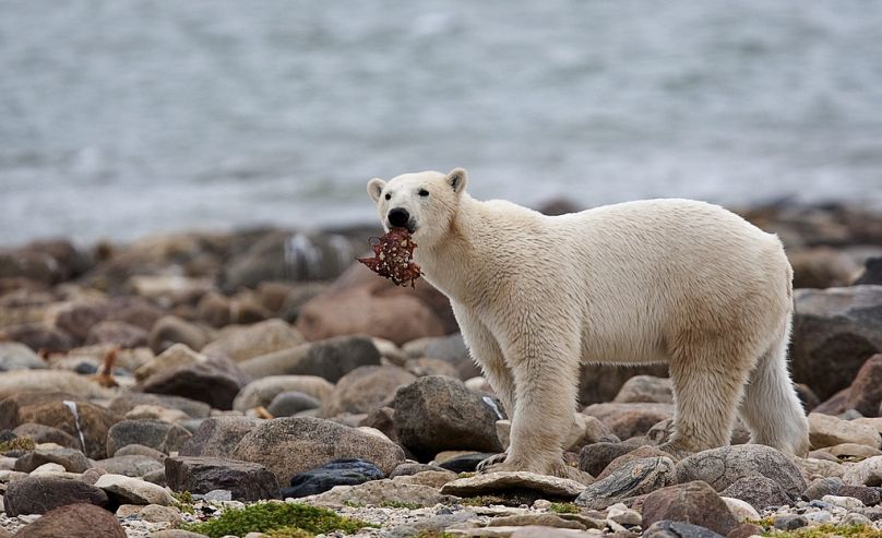 Un ours polaire mâle mange un morceau de viande de baleine alors qu'il marche le long des rives de la baie d'Hudson, près de Churchill, au Manitoba, en août 2010.