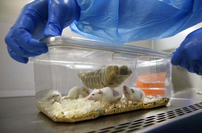 Un technicien de laboratoire ouvre une cage en plastique contenant des souris portant des morceaux de tumeur d'un patient atteint de cancer dans un laboratoire de Baltimore, en septembre 2014.