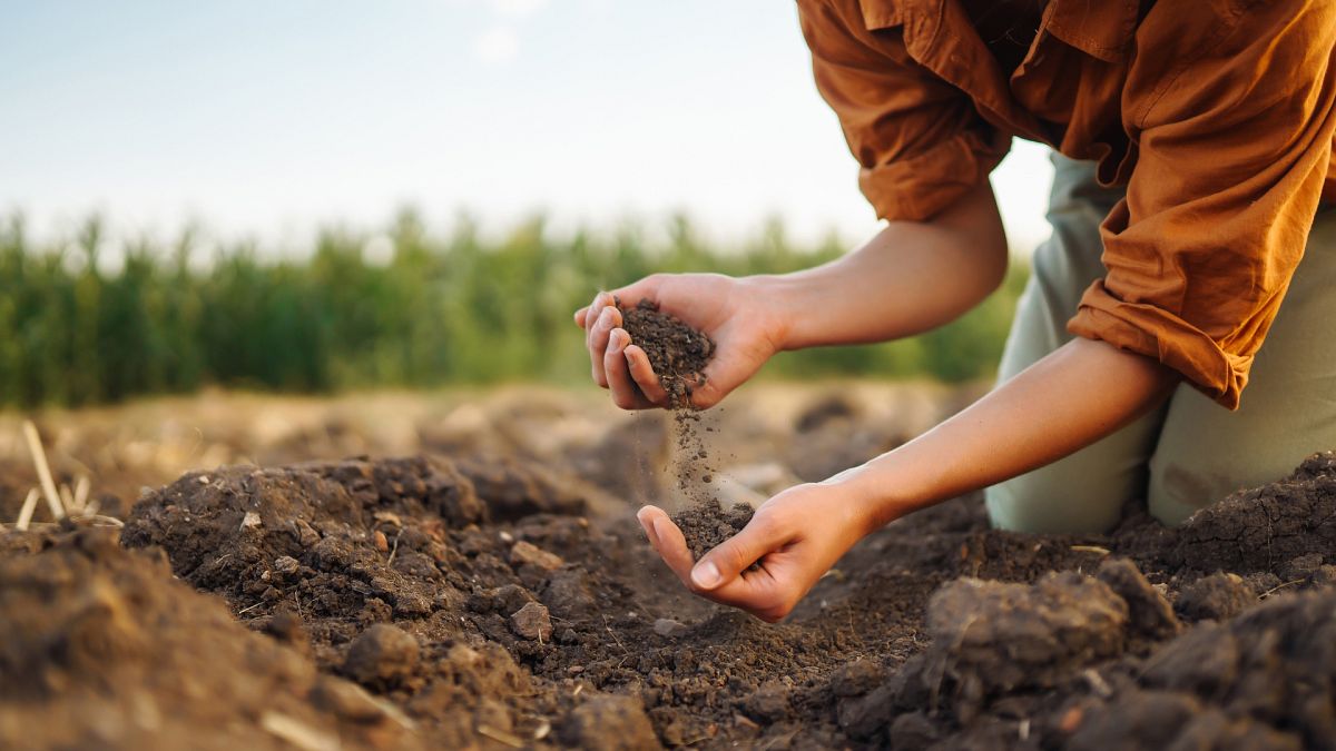 Fertiliser prices have soared, leading to billions more in costs for farmers.