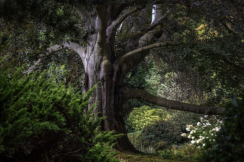 Participation de la Pologne au concours européen de l'Arbre de l'année.