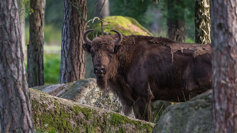 Un bison d'Europe (Bison bonasus) dans le parc animalier d'Eriksberg, en Suède.