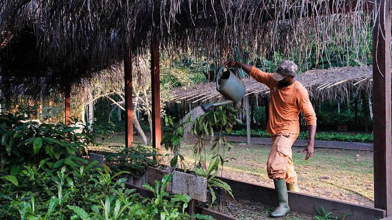 Les travailleurs de Precious Woods arrosent les semis dans une pépinière sur place.