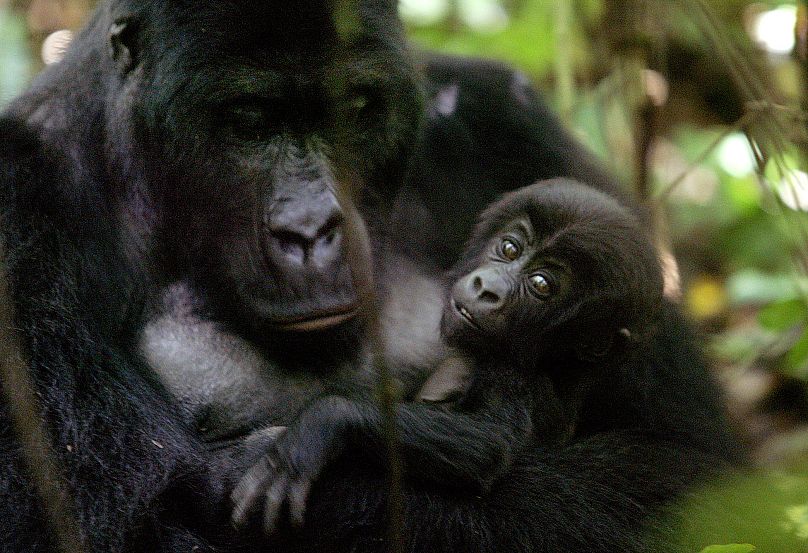 Gorilles dans le parc naturel de Kahuzi Biega, près de la ville de Bukavu, en République démocratique du Congo.