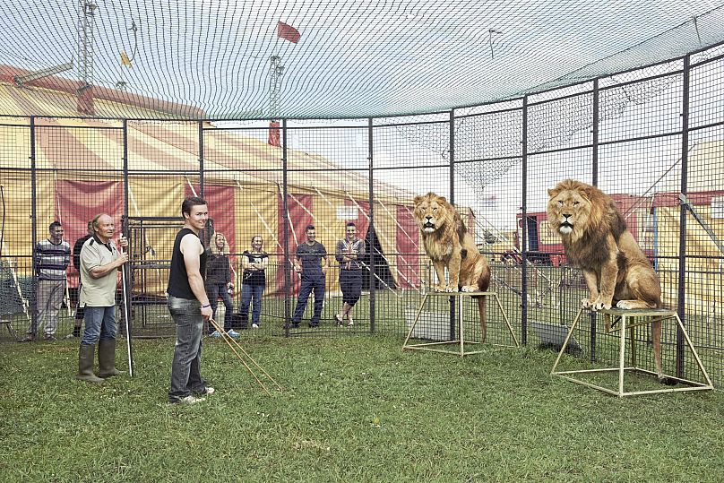 Thomas Chipperfield dans une cage avec deux lions