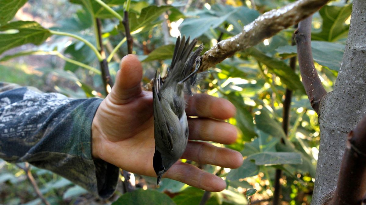 A man tries to free a bird caught on a limestick that poachers in Cyprus use to trap songbirds.