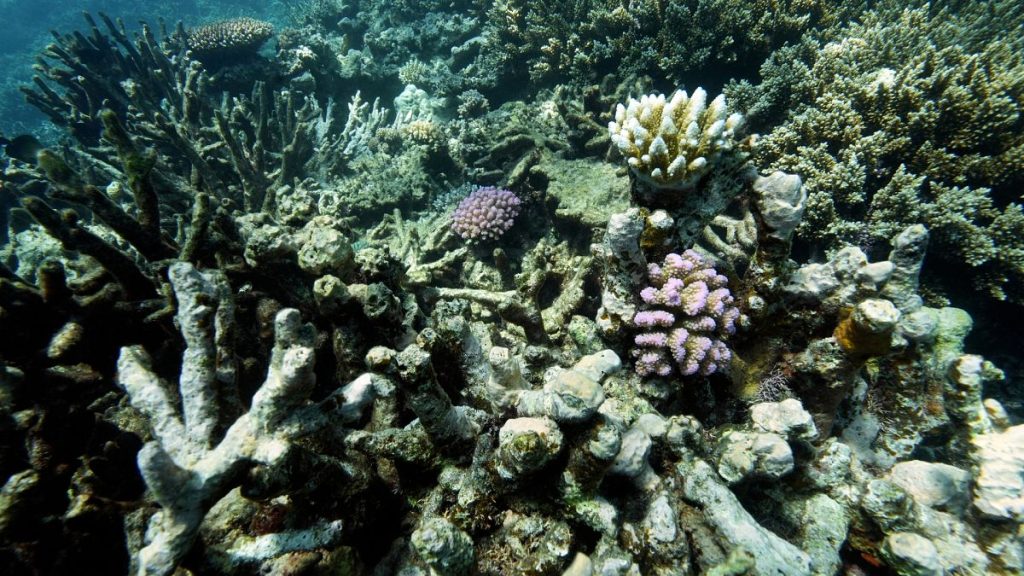 Coral on Moore Reef is visible in Gunggandji Sea Country off coast of Queensland in eastern Australia.