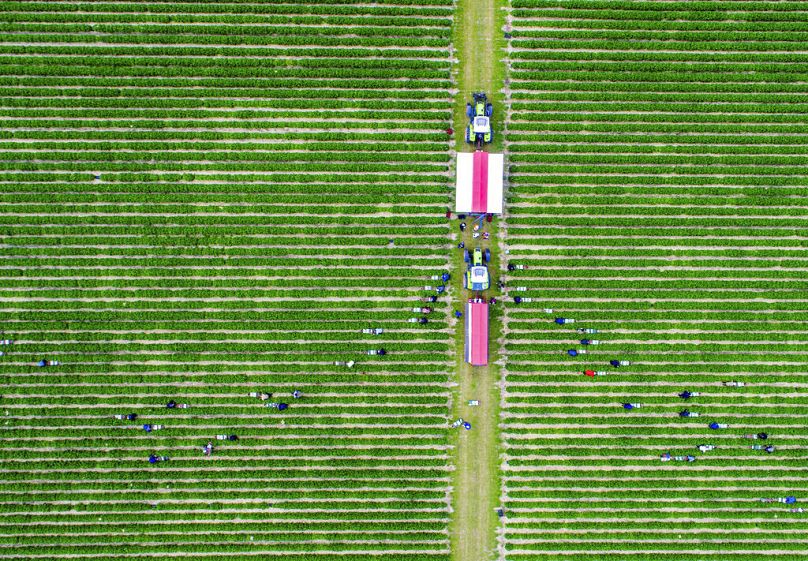 Des ouvriers polonais et ukrainiens cueillent des fraises dans un champ près de la mer Baltique, à Hohen Wieschendorf, juillet 2020.