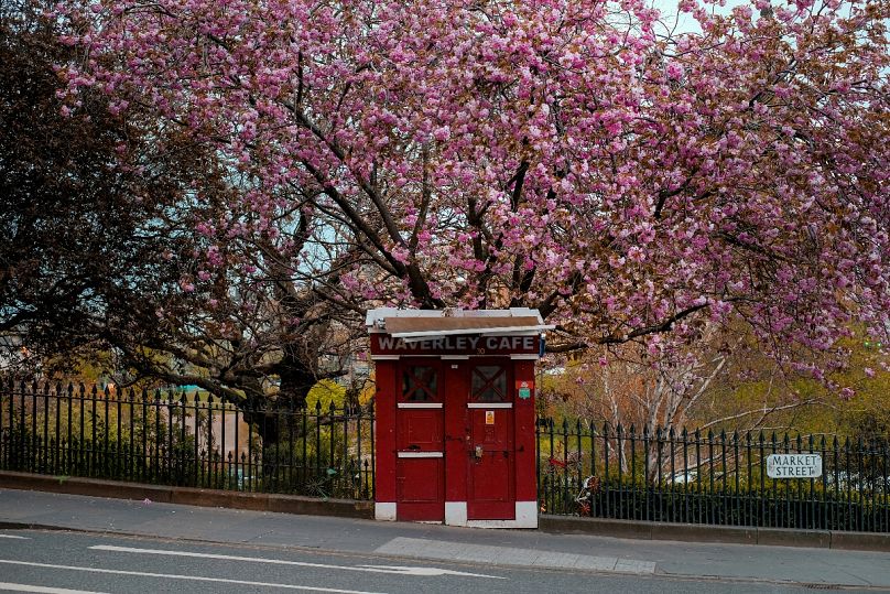Fleur de cerisier photographiée juste à côté de l'emblématique Royal Mile d'Édimbourg