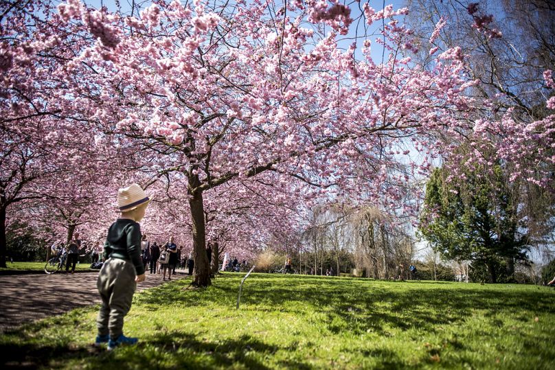 Les cerisiers japonais sont en pleine floraison à Copenhague