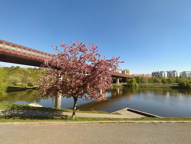 Les arbres Sakura sont - littéralement - partout à Prague au printemps