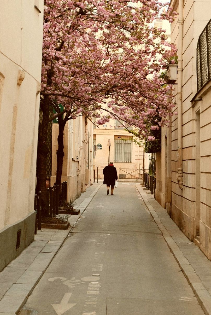 Les belles rues de Paris deviennent roses alors que les sakura fleurissent
