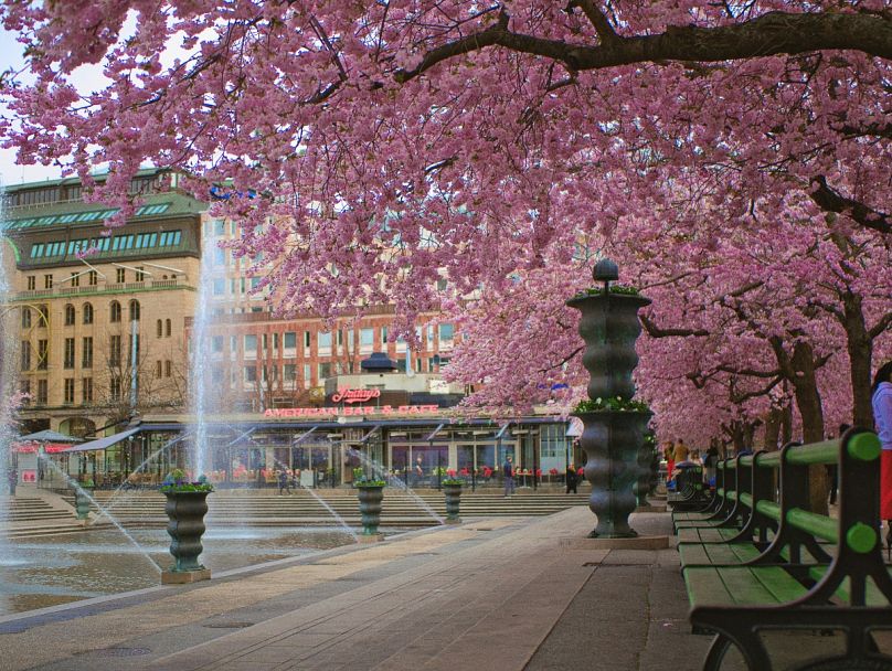 Quelques fleurs de cerisier exposées dans le centre-ville de Stockholm