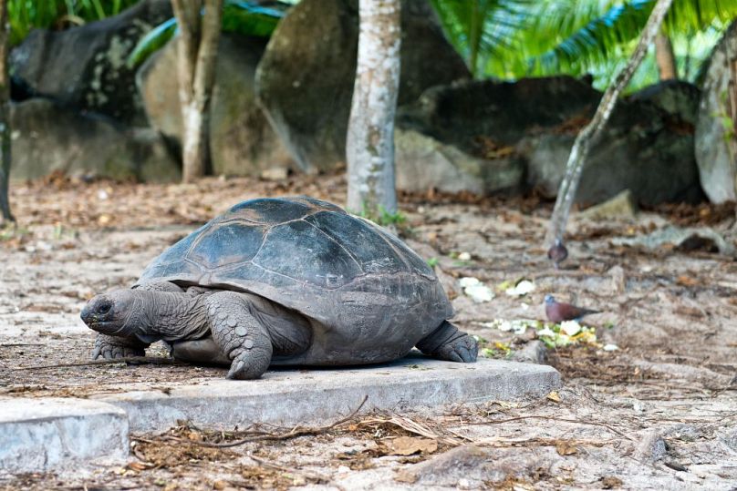 On estime qu'il y a 100 000 tortues géantes sur Aldabra.