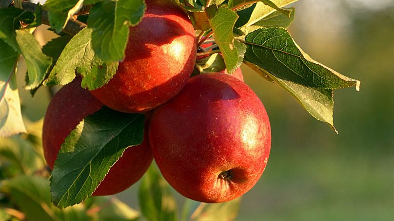 Le Viez est généralement fabriqué à partir de pommes.